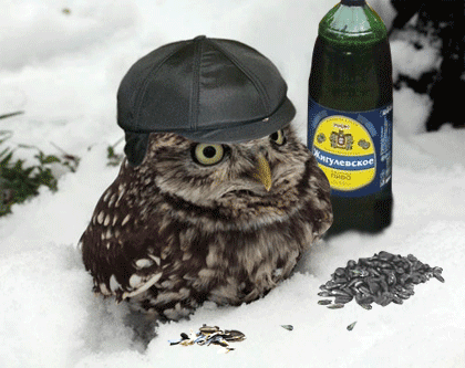 Sowa i słonecznik na śniegu